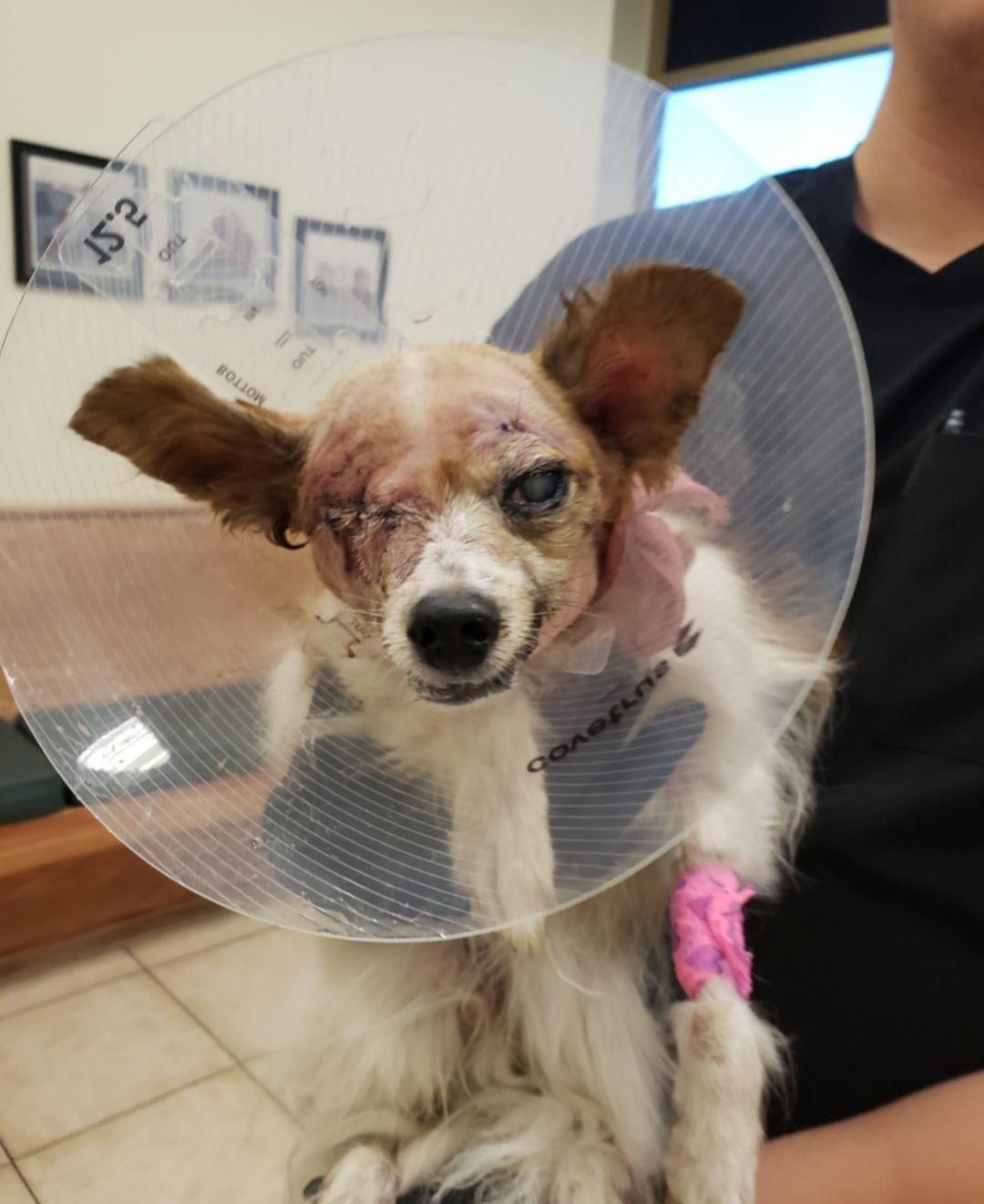 Enlarge Charlie, a Adopted mixed breed in Yucca Valley, CA image 1/1