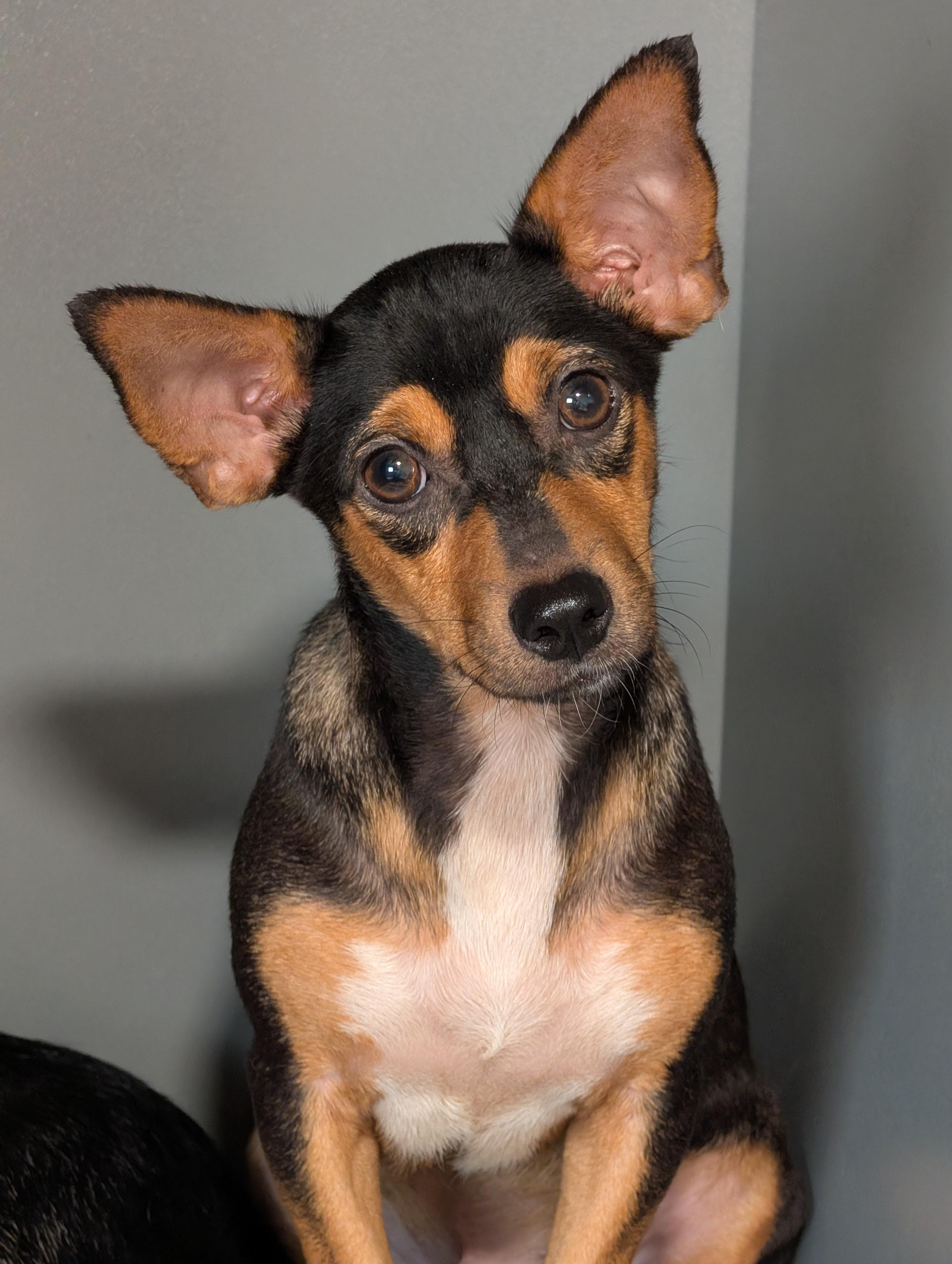 Dazzle, Adoptable, Young Male Dachshund & Chihuahua.