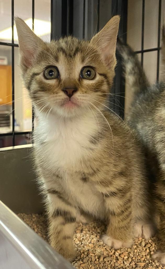 Juniper, Adoptable, Kitten Female Domestic Short Hair.