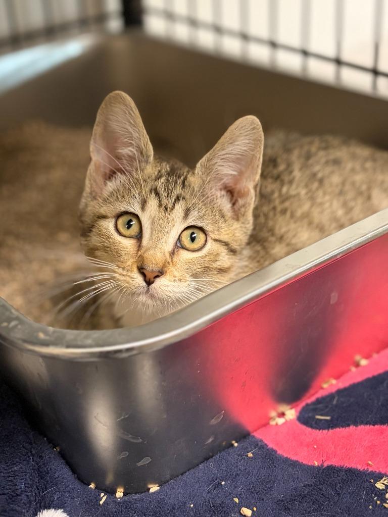 Juniper, a Adoptable mixed breed in Lockhart, TX image 4/4