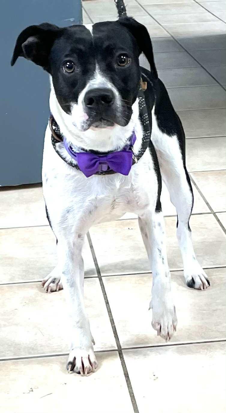 KARMA, Young Female Boston Terrier
