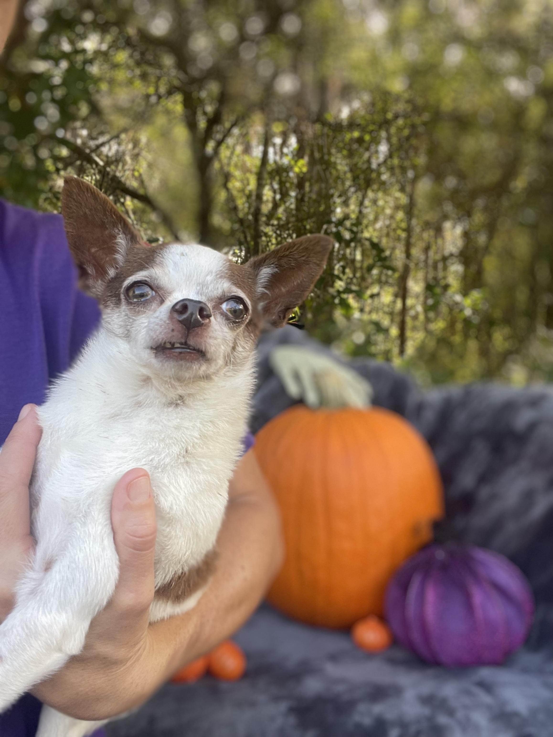 Enlarge Texas Pete, a Adopted Chihuahua in Sebring, FL image 5/6