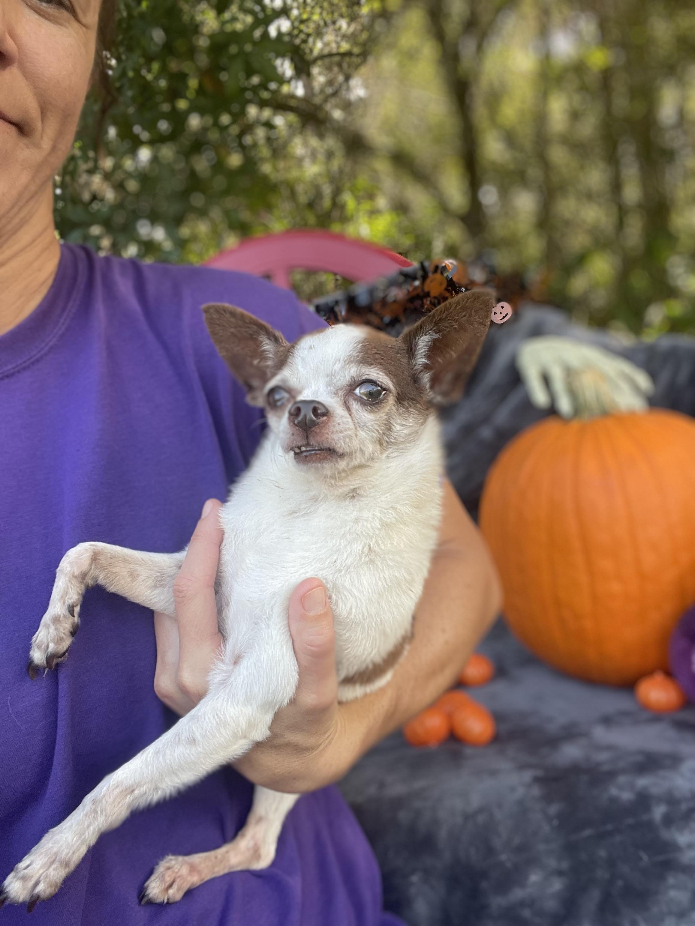 Enlarge Texas Pete, a Adopted Chihuahua in Sebring, FL image 6/6