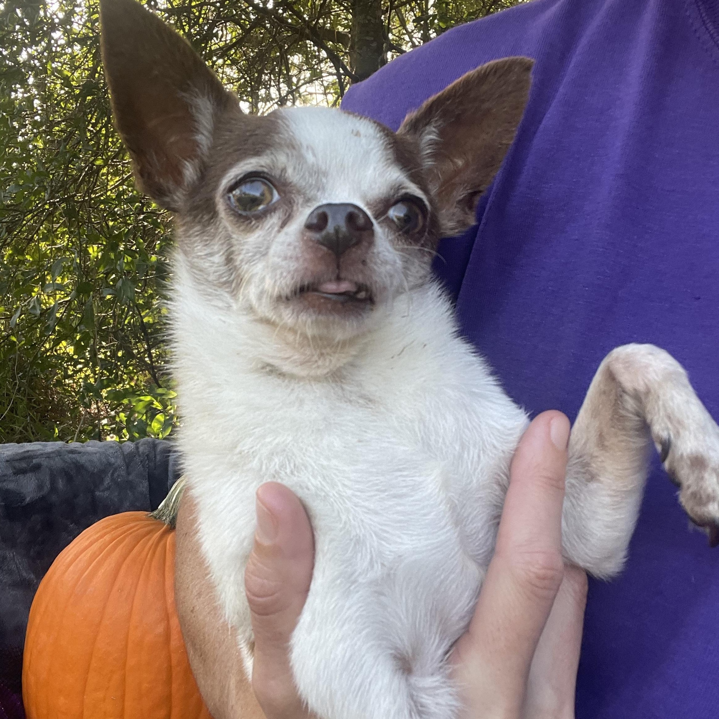 Enlarge Texas Pete, a Adopted Chihuahua in Sebring, FL image 2/6