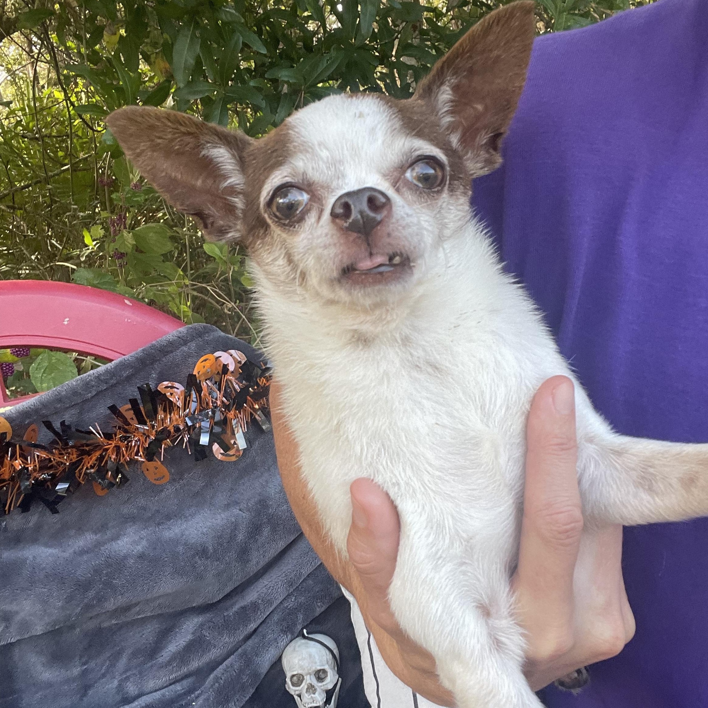 Enlarge Texas Pete, a Adopted Chihuahua in Sebring, FL image 4/6