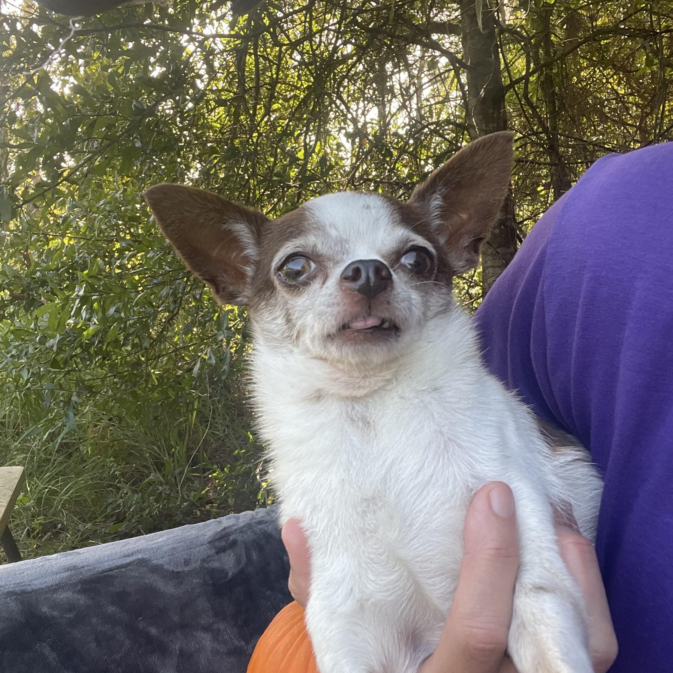 Enlarge Texas Pete, a Adopted Chihuahua in Sebring, FL image 3/6