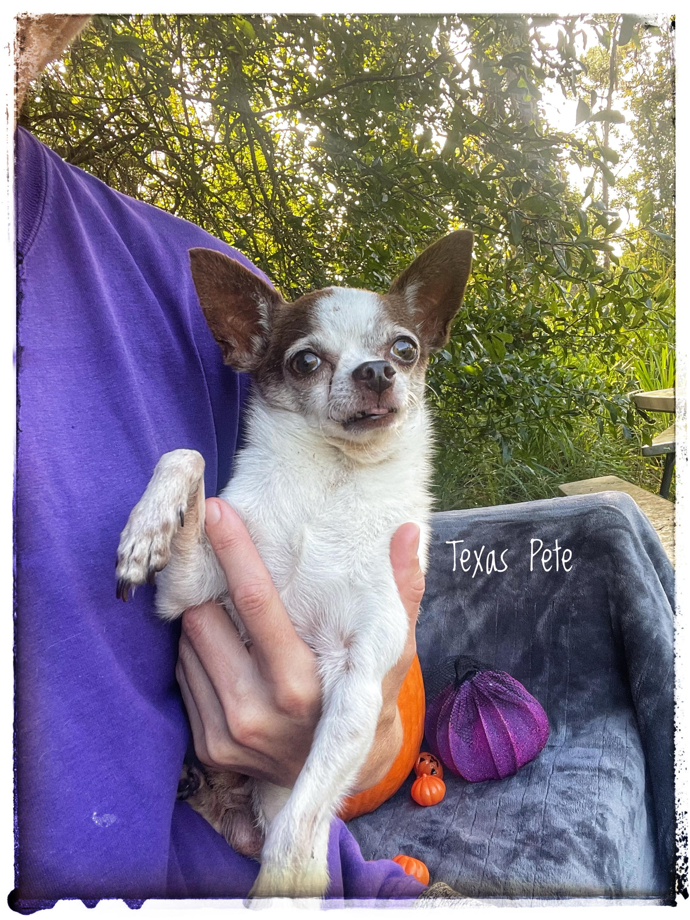 Enlarge Texas Pete, a Adopted Chihuahua in Sebring, FL image 1/6