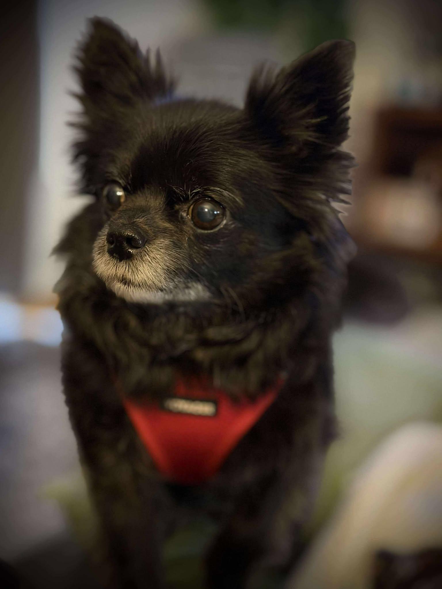 Chloe*ADOPTION*PENDING