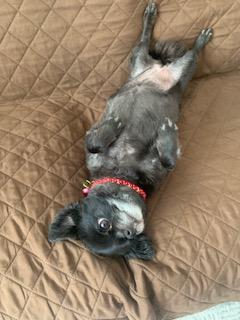 Enlarge Chloe ADOPTED:), a Adopted Chihuahua in Waverly, IA image 4/5