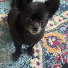 Enlarge Chloe ADOPTED:), a Adopted Chihuahua in Waverly, IA image 5/5