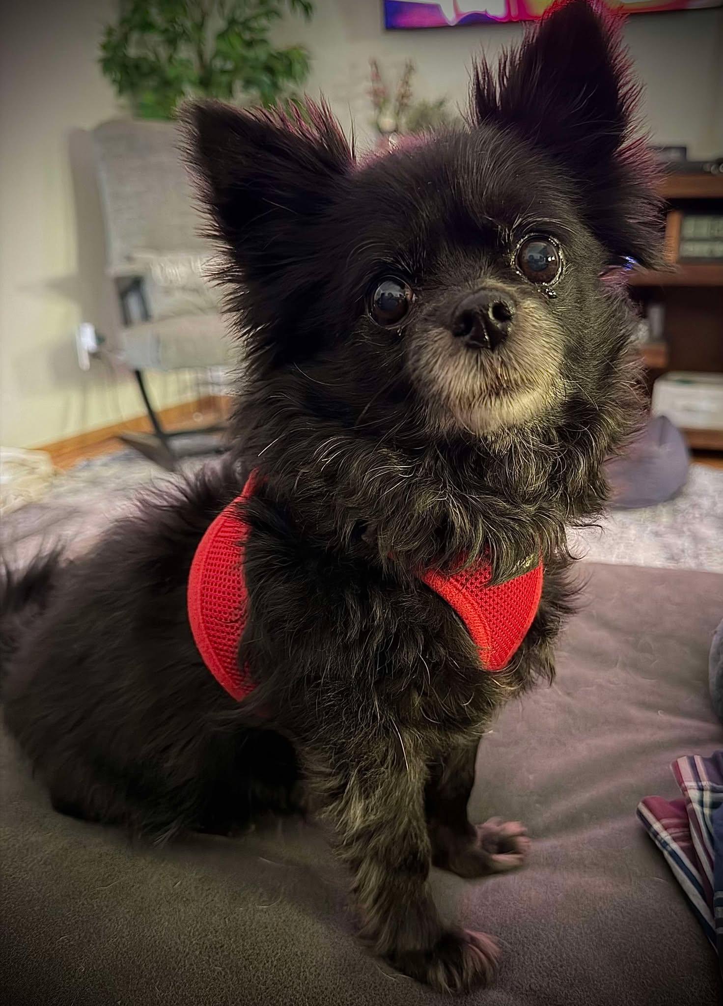 Chloe*ADOPTION*PENDING