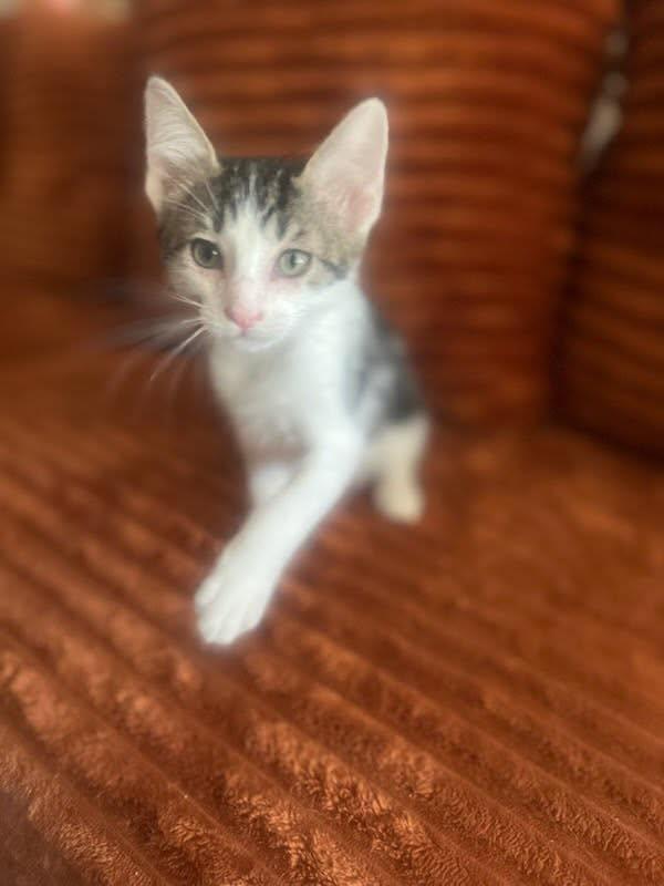 Enlarge Nico, a Adoptable Domestic Short Hair in Albuquerque, NM image 2/2