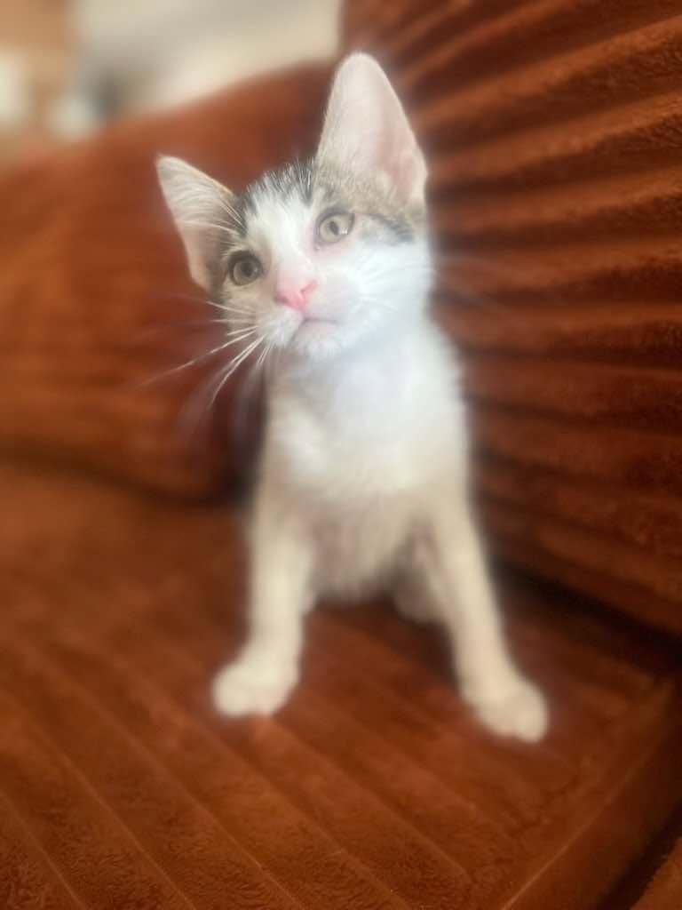 Nico, Adoptable, Kitten Male Domestic Short Hair.