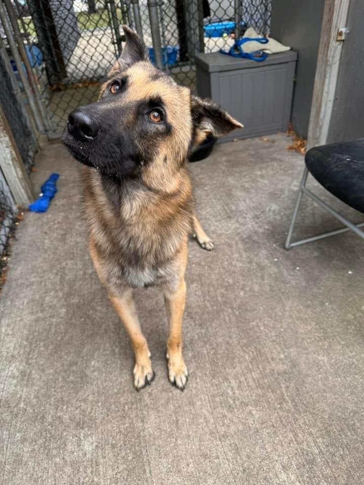 Ernie, Adoptable, Adult Male German Shepherd Dog.