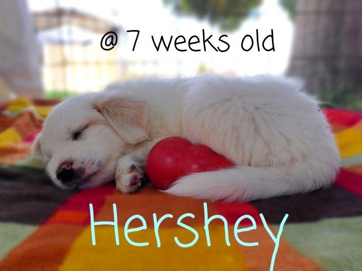 Hershey, Adopted, Adult Male German Shepherd Dog & Great Pyrenees.