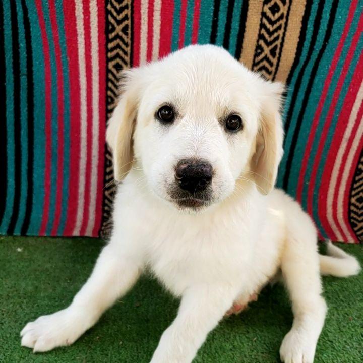 Enlarge Hershey, a Adopted mixed breed in Bakersfield, CA image 2/6