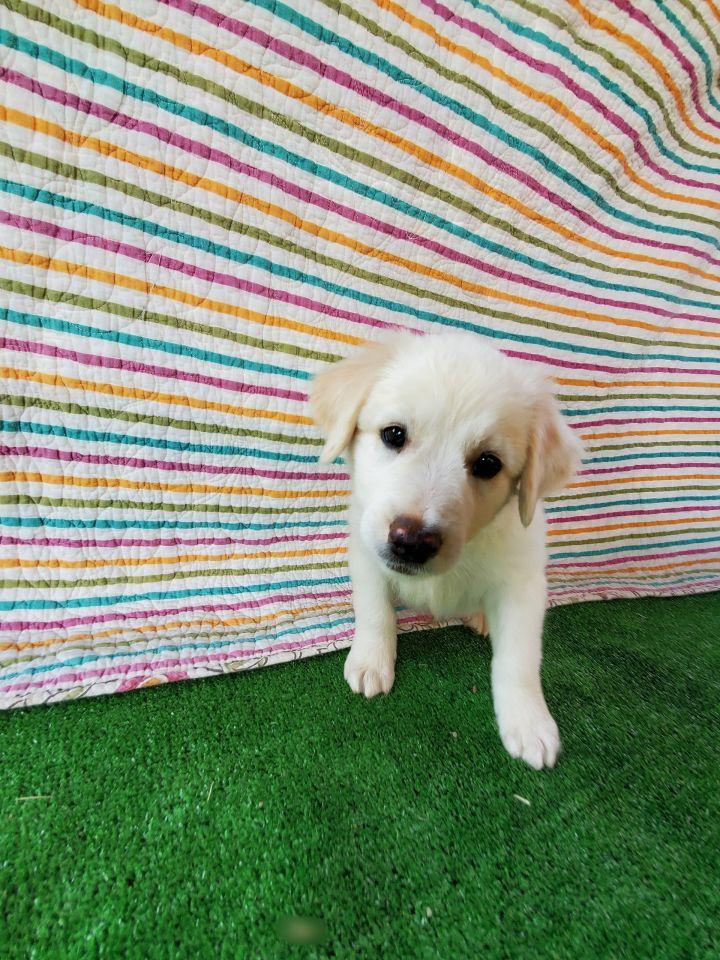 Enlarge Hershey, a Adopted mixed breed in Bakersfield, CA image 4/6