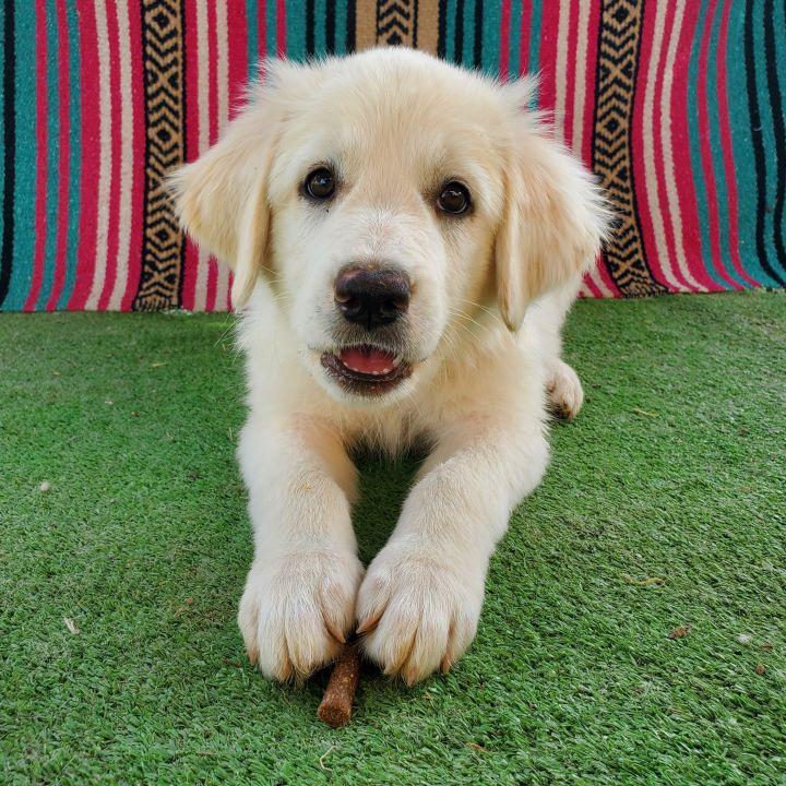 Enlarge Hershey, a Adopted mixed breed in Bakersfield, CA image 5/6