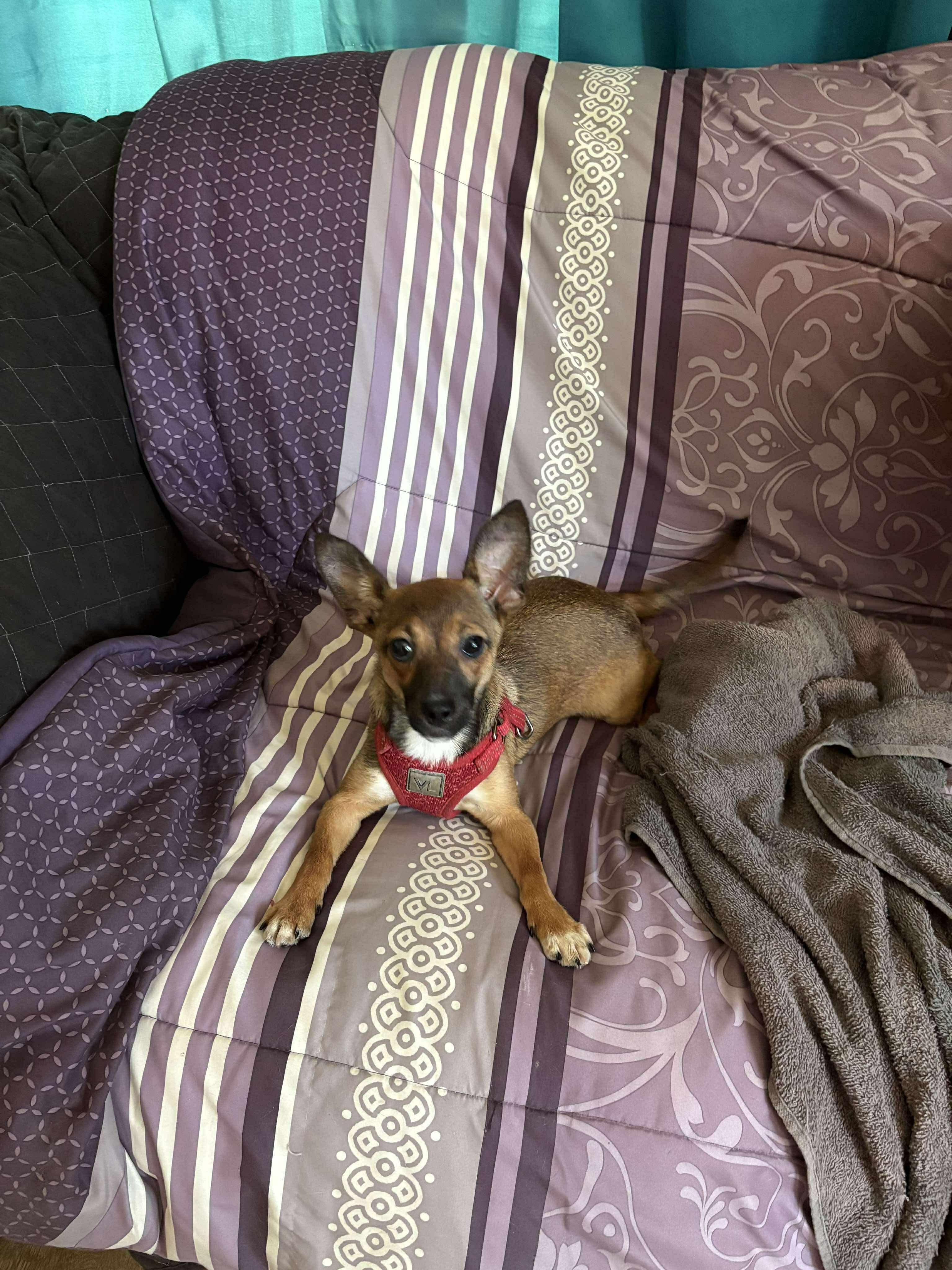 Dog for adoption - Penny, a Chihuahua in Clive, IA | Petfinder