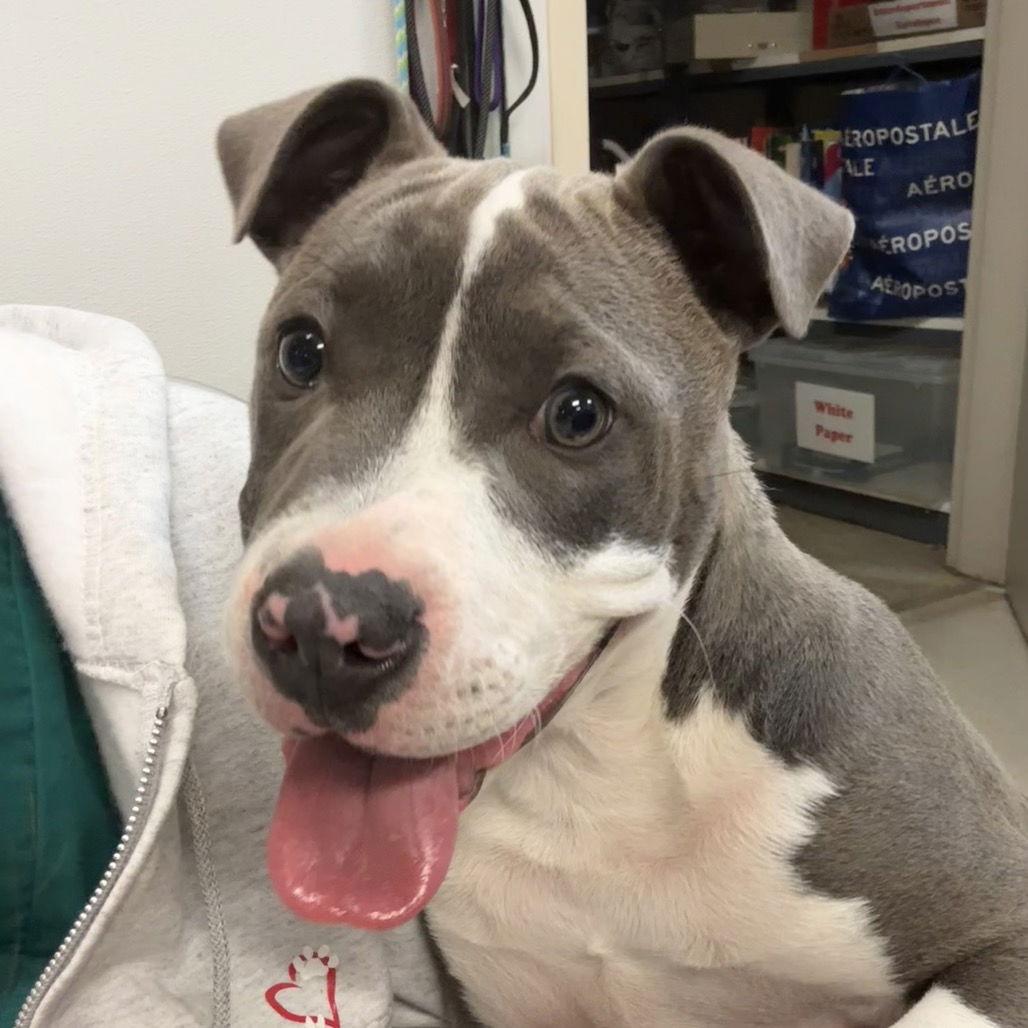 Enlarge Goliath, a Adoptable Pit Bull Terrier in Rohnert Park, CA image 1/2