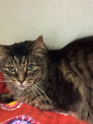 Harry, Adoptable, Adult Male Domestic Long Hair & Domestic Short Hair.