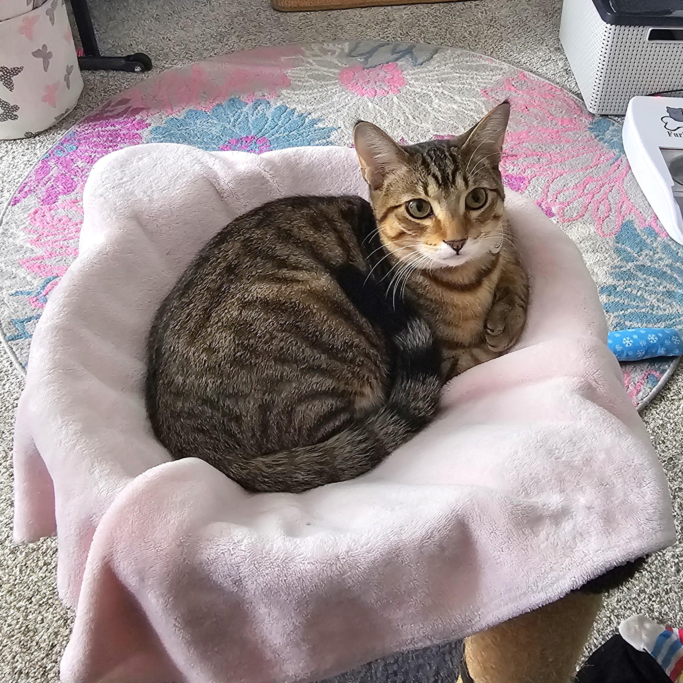 Arthur, Adoptable, Kitten Male Tabby & Domestic Short Hair.