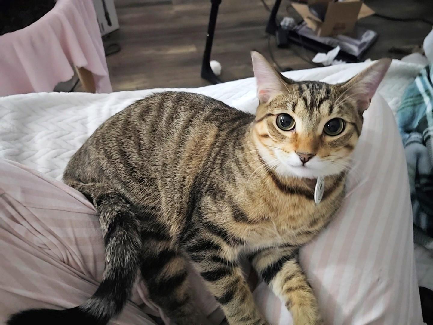 Arthur, a Adoptable mixed breed in Lombard, IL image 2/6