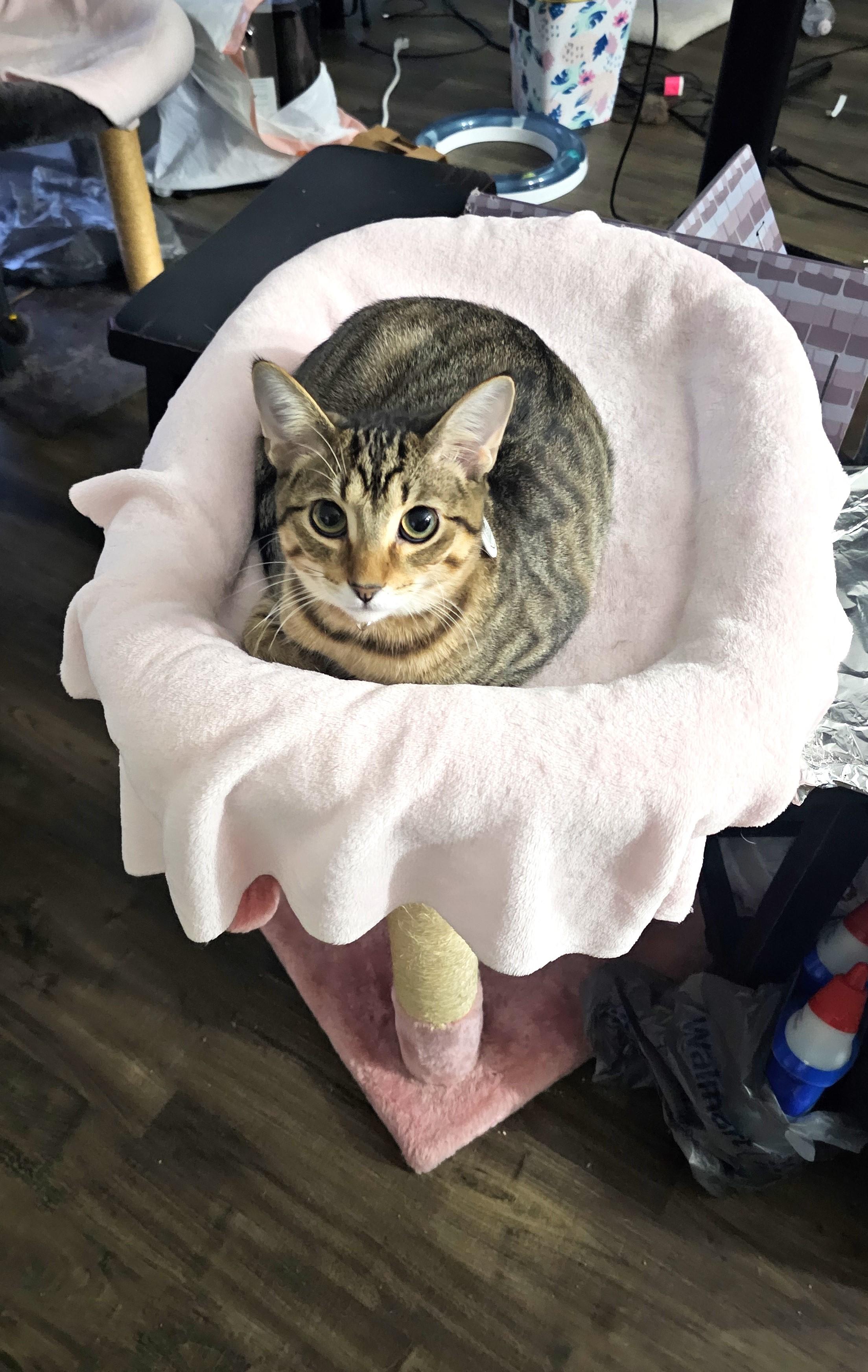 Arthur, a Adoptable mixed breed in Lombard, IL image 3/6