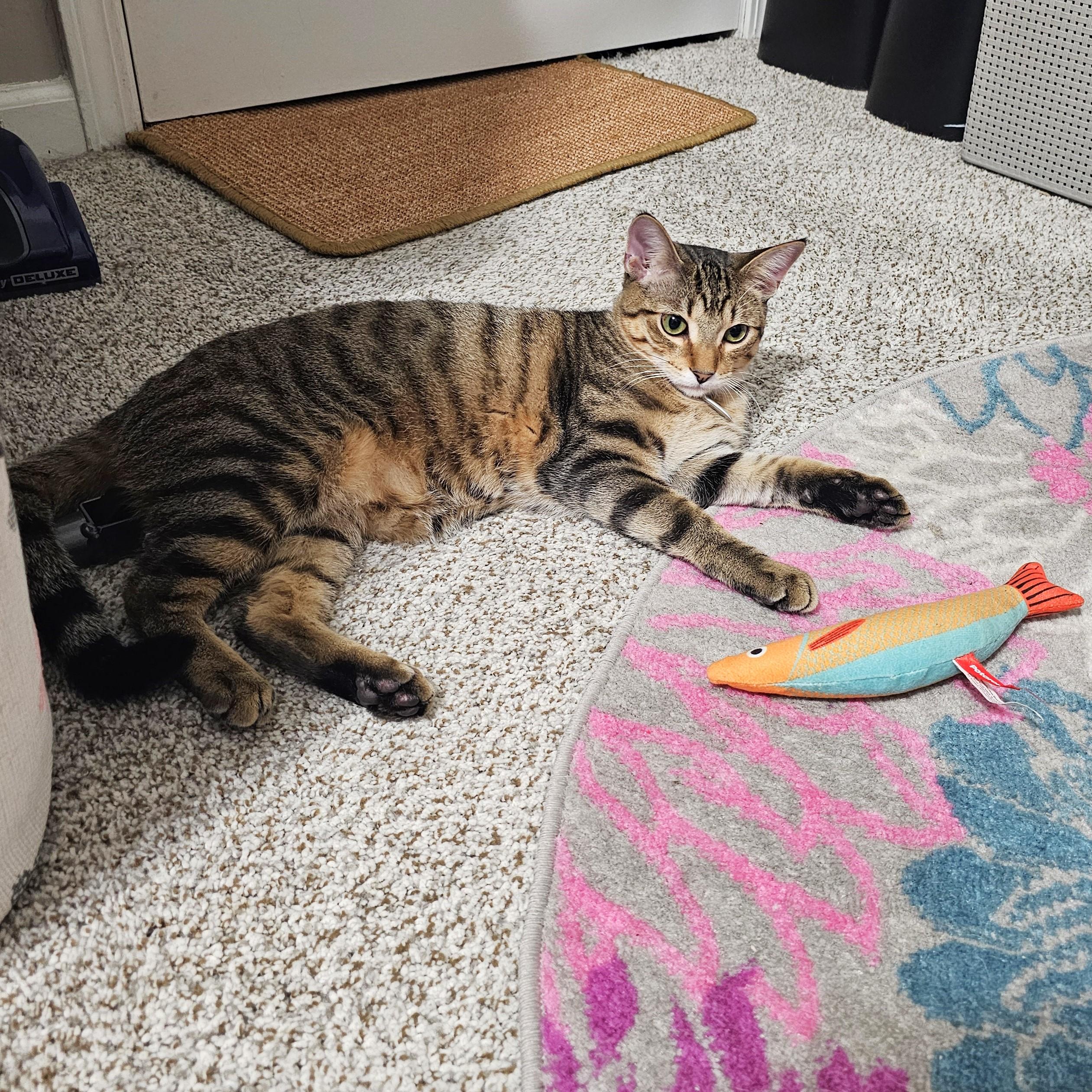 Arthur, a Adoptable mixed breed in Lombard, IL image 4/6