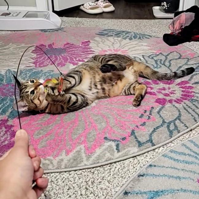 Arthur, a Adoptable mixed breed in Lombard, IL image 5/6