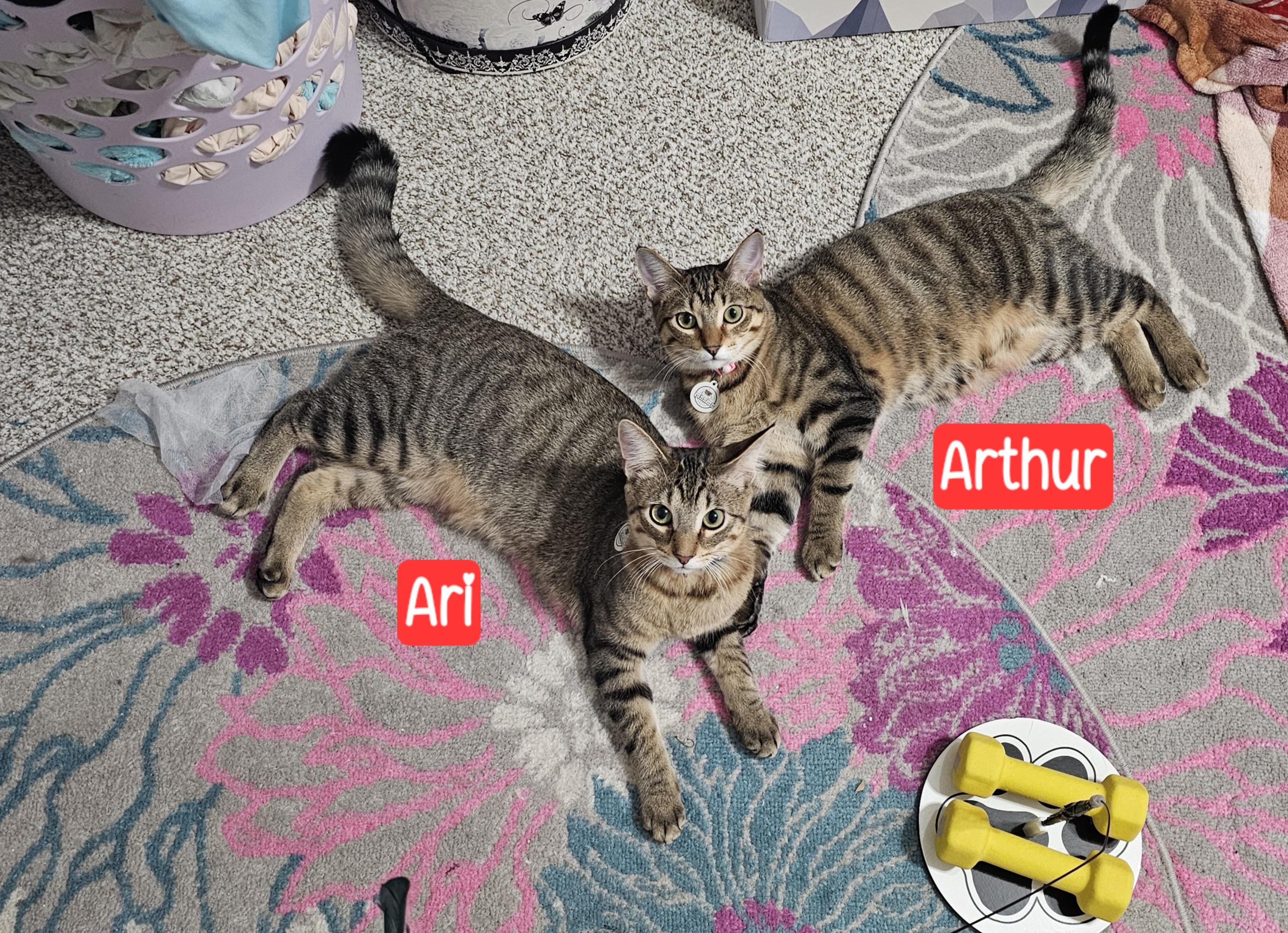 Arthur, a Adoptable mixed breed in Lombard, IL image 6/6