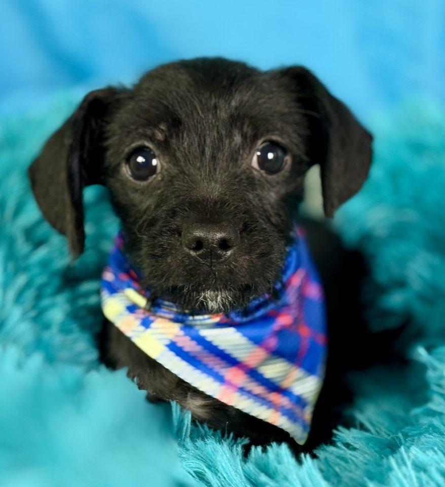 Nova - French Bulldog/Poodle mix