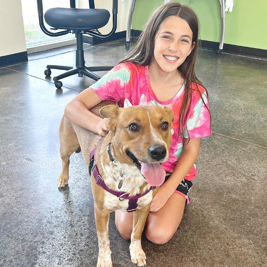 Enlarge Betty, a Adoptable Cattle Dog in Flower Mound, TX image 6/6