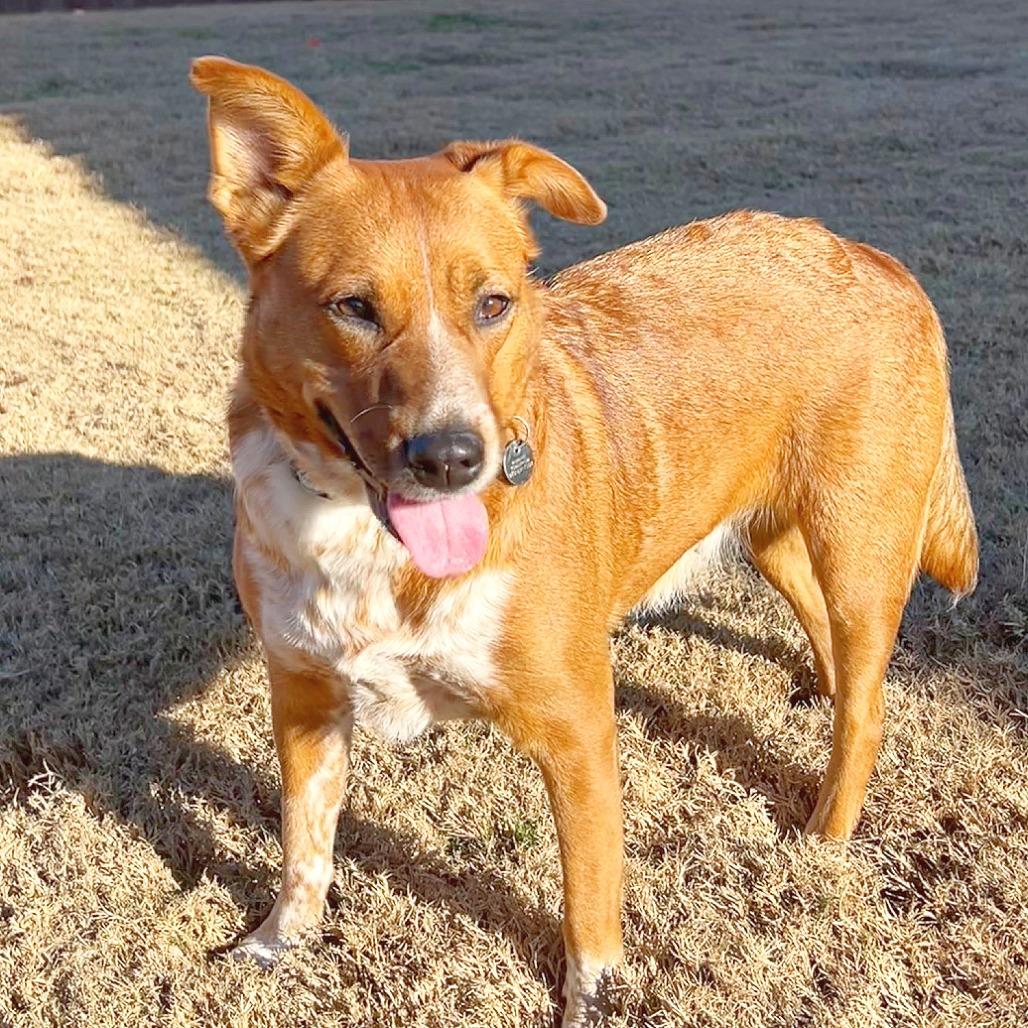 Betty, Adoptable, Adult Female Cattle Dog.