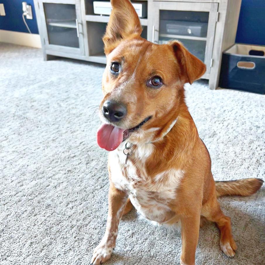 Enlarge Betty, a Adoptable Cattle Dog in Flower Mound, TX image 5/6
