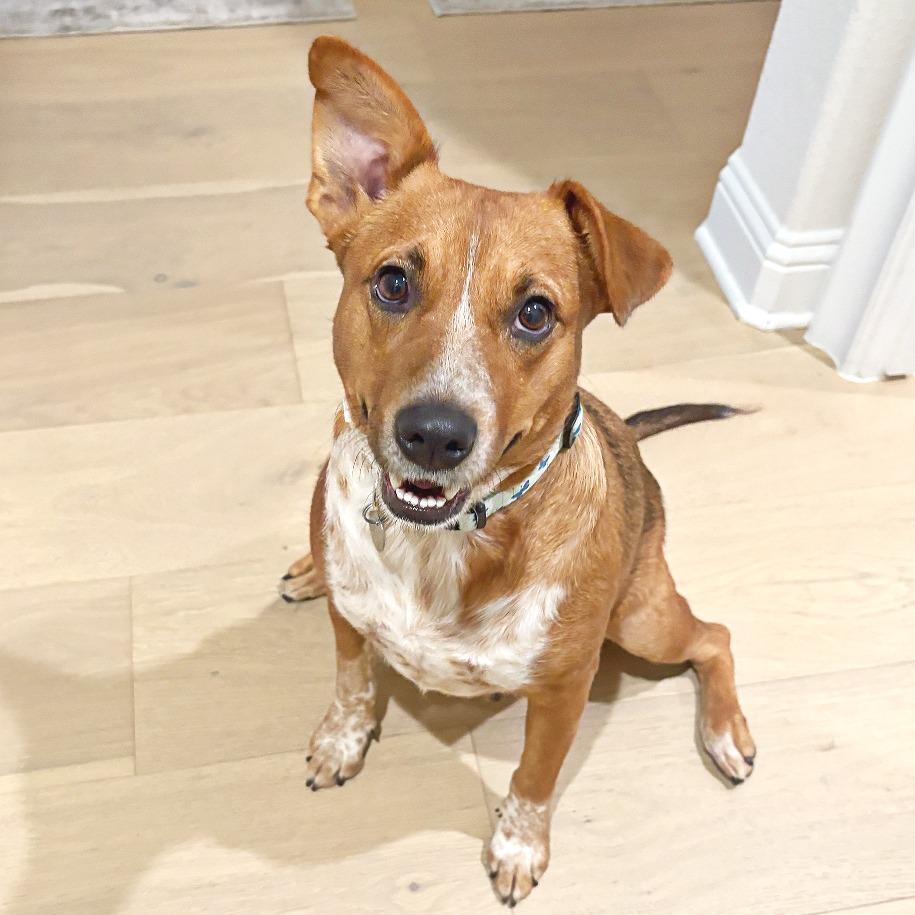 Enlarge Betty, a Adoptable Cattle Dog in Flower Mound, TX image 2/6