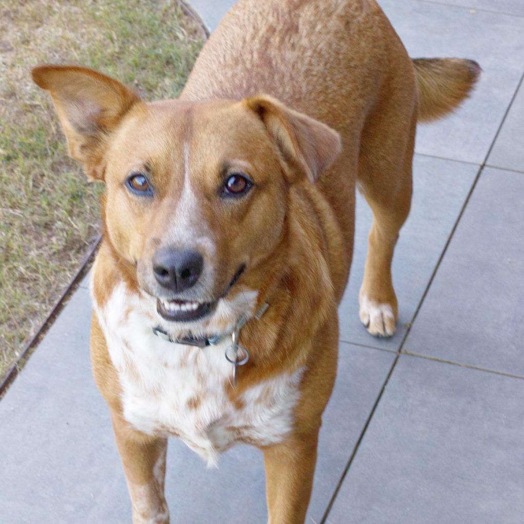 Enlarge Betty, a Adoptable Cattle Dog in Flower Mound, TX image 3/6