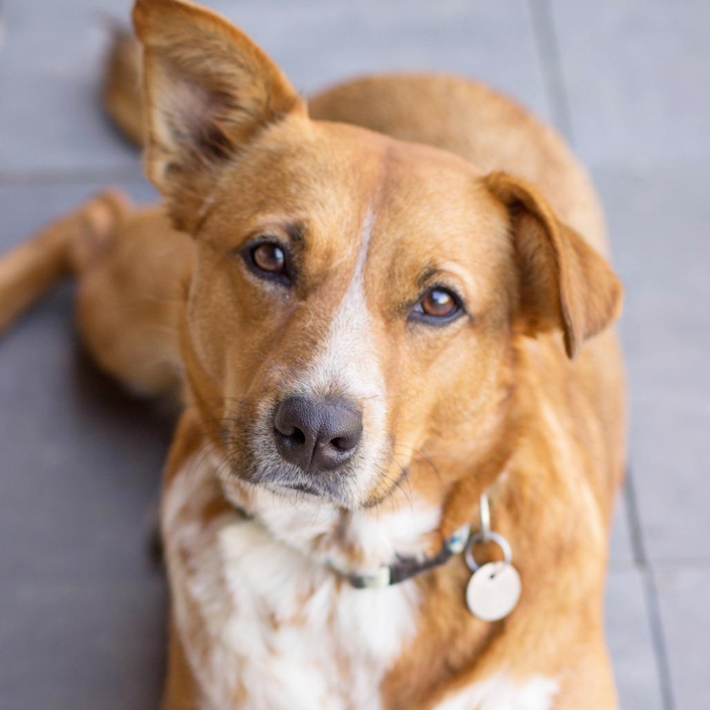 Enlarge Betty, a Adoptable Cattle Dog in Flower Mound, TX image 4/6