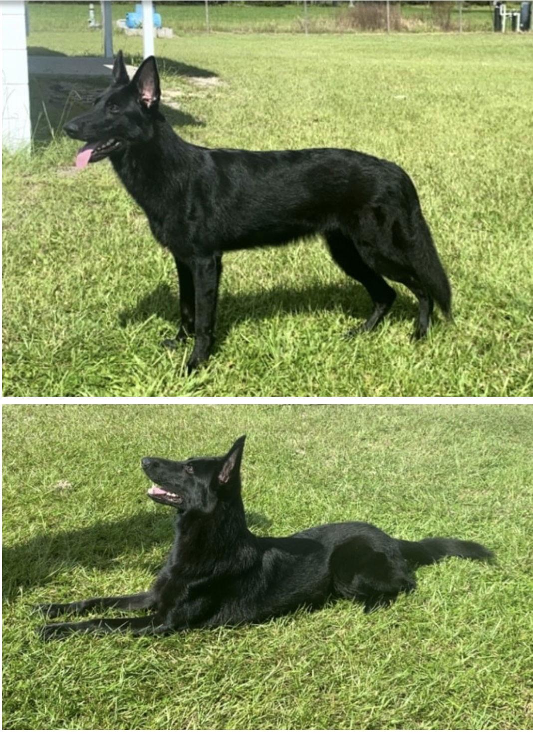 Omen, Adopted, Young Female German Shepherd Dog.