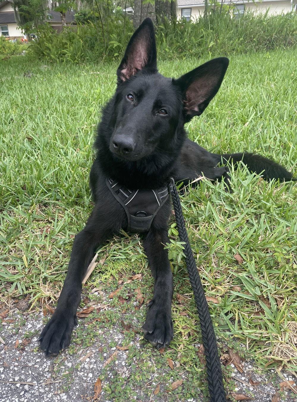 Enlarge Omen, a Adopted German Shepherd Dog in Palm Harbor, FL image 2/2