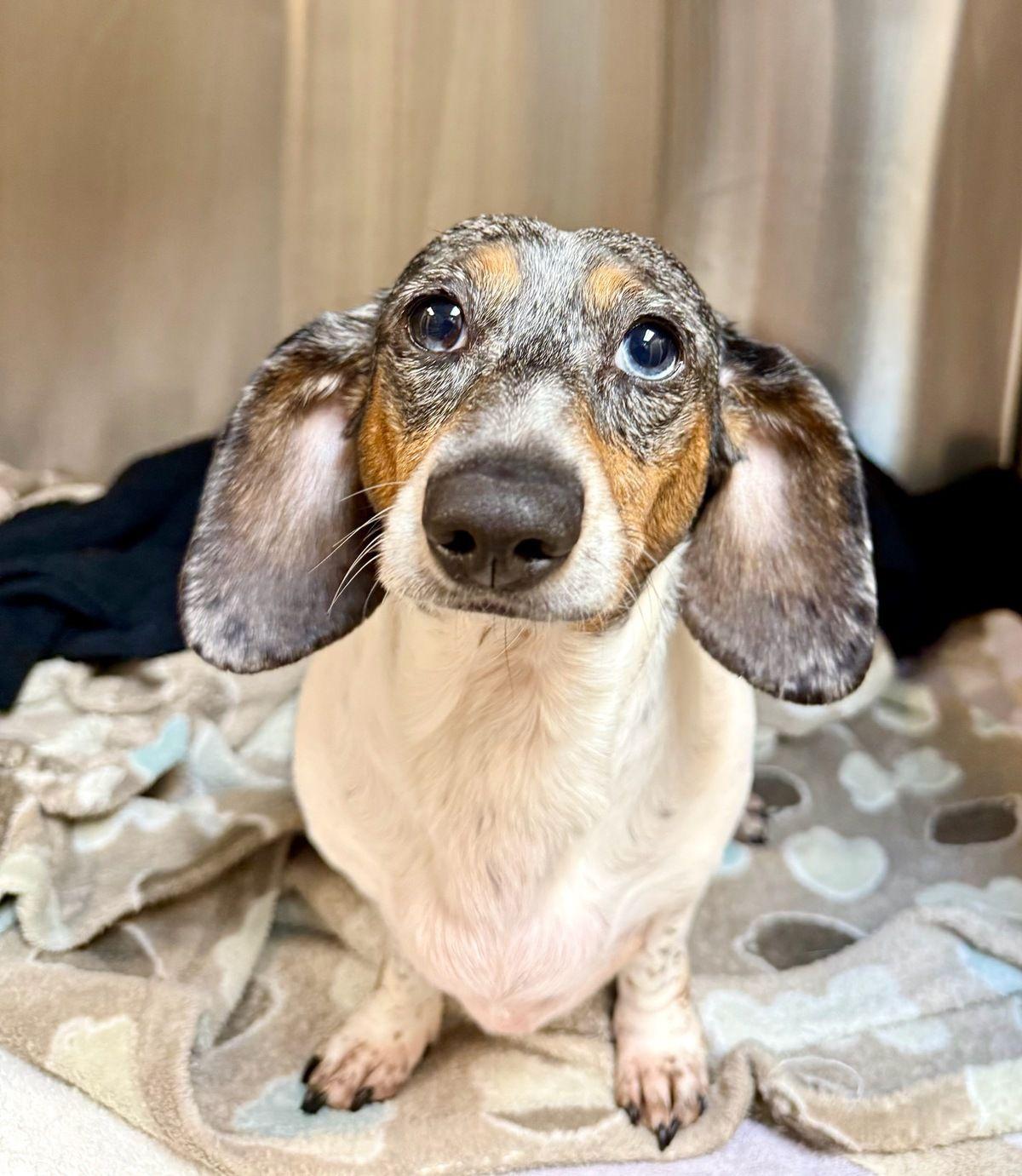 Baby, Adoptable, Young Female Dachshund.
