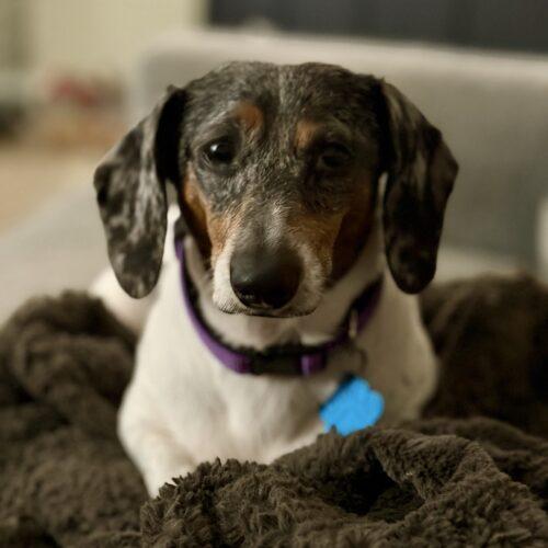 Baby, Adoptable, Young Female Dachshund.