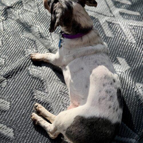 Enlarge Baby, a Adoptable Dachshund in Broken Arrow, OK image 2/5