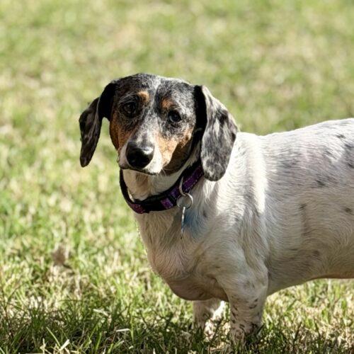 Enlarge Baby, a Adoptable Dachshund in Broken Arrow, OK image 3/5