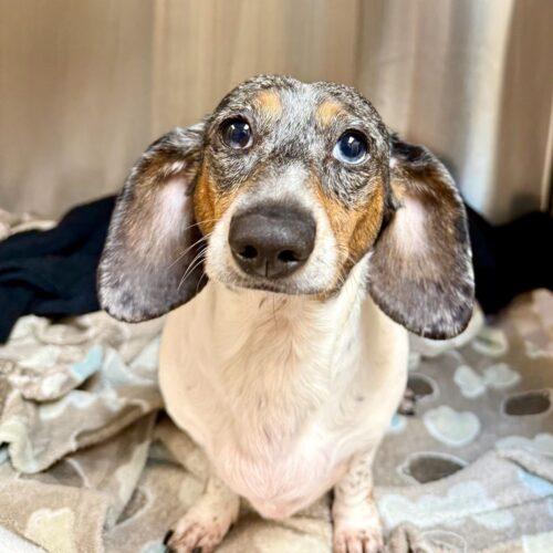 Enlarge Baby, a Adoptable Dachshund in Broken Arrow, OK image 2/2