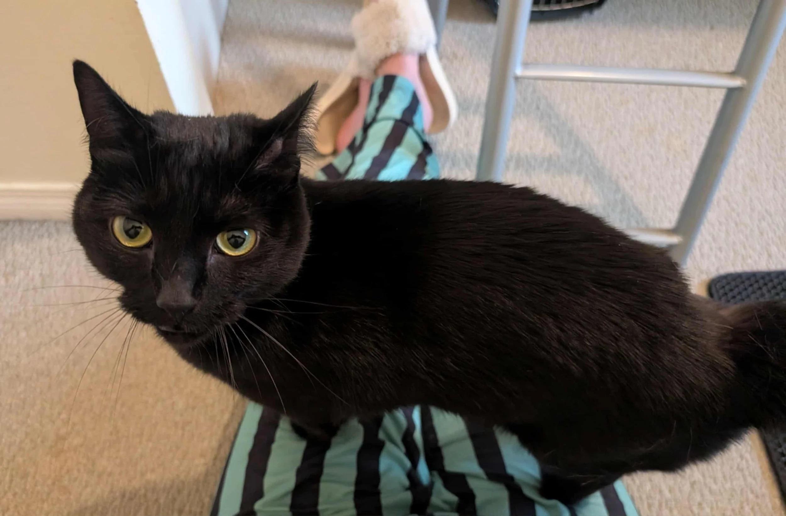 Mochi — thumbnail 2