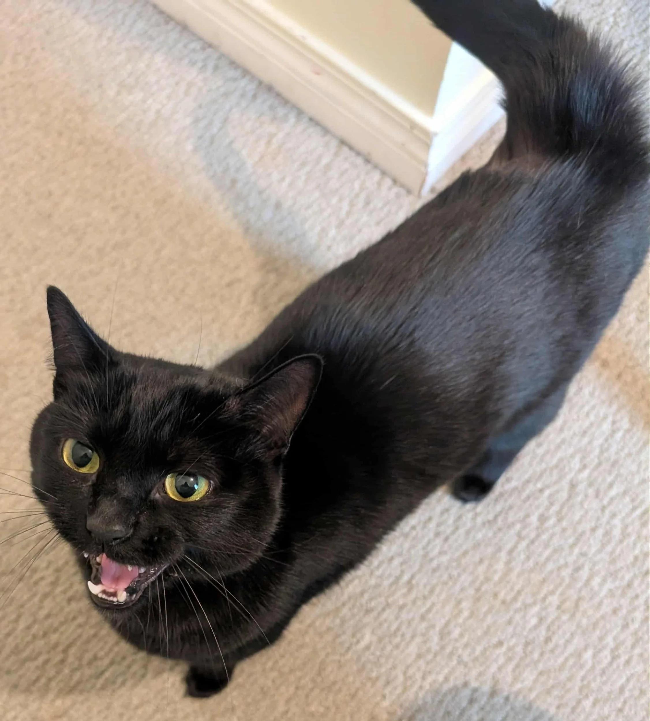 Mochi — thumbnail 3