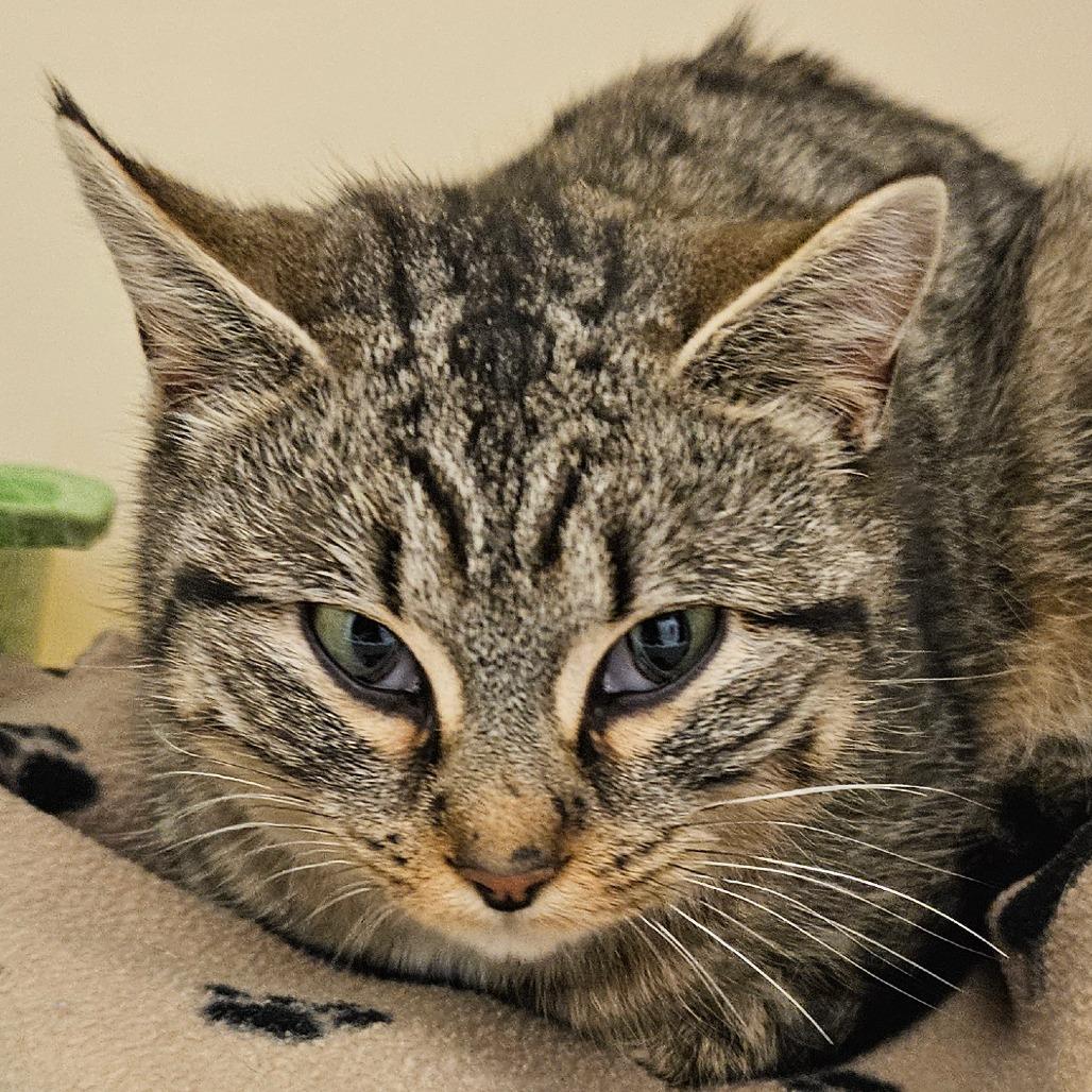 Mimic, a Adoptable Domestic Short Hair in Zanesville, OH image 1/2