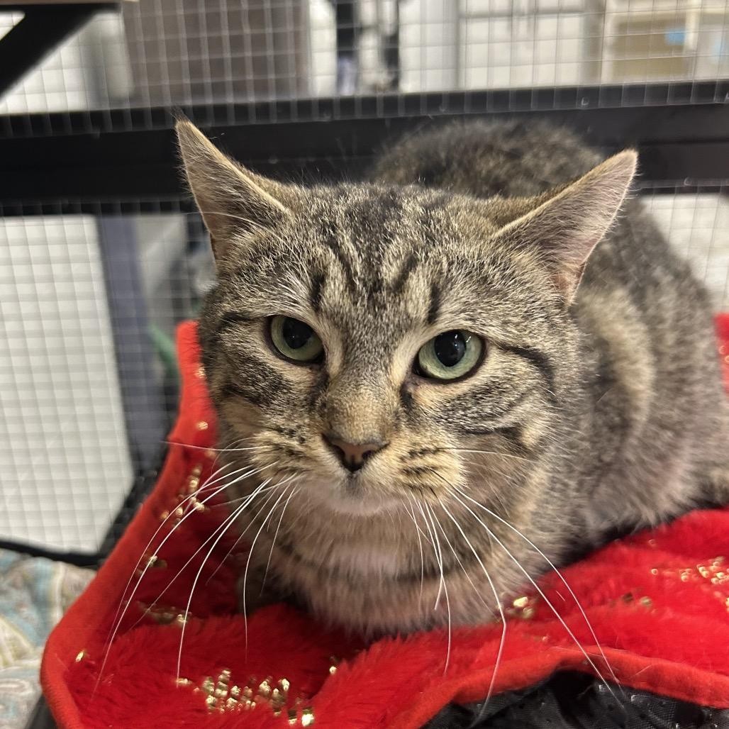 Mimic, a Adoptable Domestic Short Hair in Zanesville, OH image 2/2