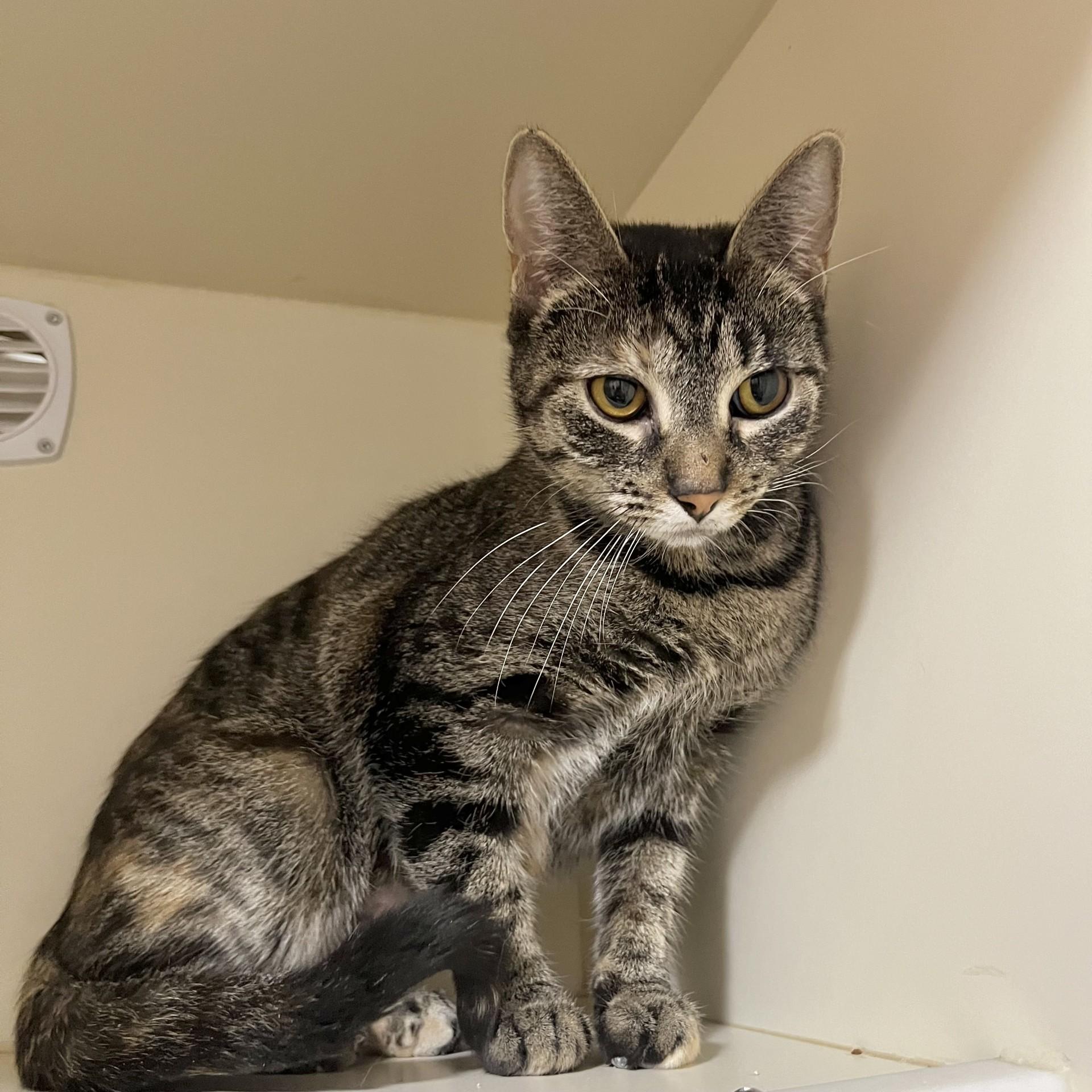 Enlarge Tag, an adoptable Domestic Short Hair in Victor, NY image 2/4